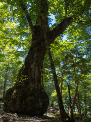 Fototapeta premium trees in the forest