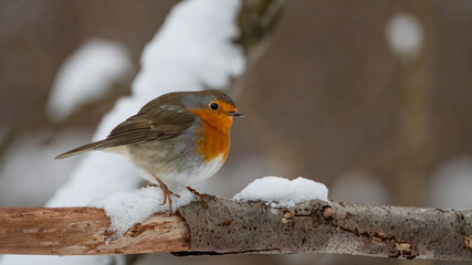 bird, robin, natur, wild lebende tiere, tier, rot, wild, ast, baum, winter, garden, schnabel, bird,