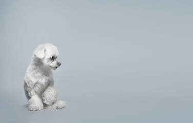 Chinese joyful white lap dog on a gray background with copy space. High quality photo