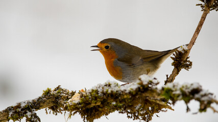 bird, robin, natur, ast, wild lebende tiere, rot, tier, winter, rotkehlchen