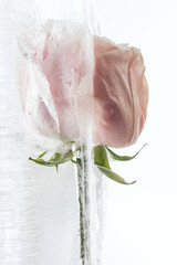 Beautiful pink roses frozen in the snow