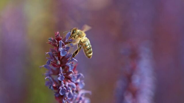 Close up of honey bee flying and collecting nectar pollen around garden sage flowers (salvia officinalis). Super slow motion filmed at 1000 fps.