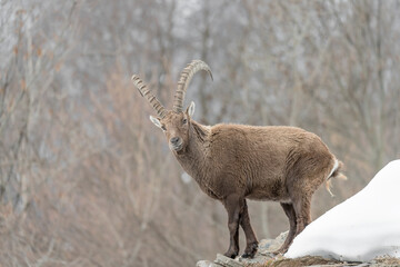 Majestic ibex male in winter season (Capra ibex)