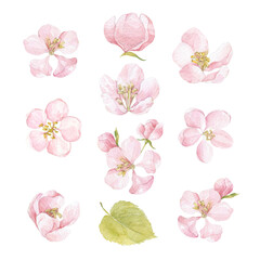 Apple tree flowers. Watercolor painting Isolated floral elements on white. Perfect for greeting cards, invitations, textile design, printing.