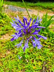 flower in the garden