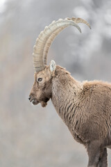 Alpine ibex in the Alps (Capra ibex)