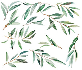Watercolor Olive Branch Illustration
