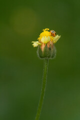 macro of a yellow flower