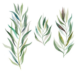Watercolor botanical leaves illustration