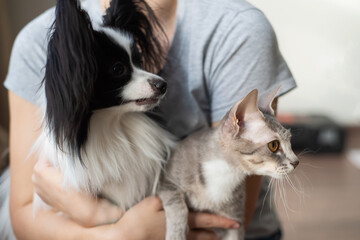 A woman holds in her hands a brush sphinx cat and a papillon dog