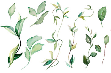 Watercolor creeping plants and leaves Illustrations