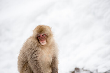 portrait of a monkey in winter