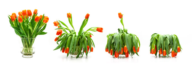 Tulpenstrauss Sequenz von frisch bis verwelkt