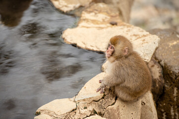 ニホンザルの子ども