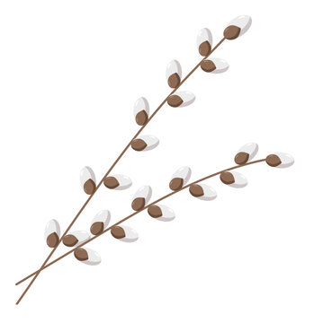 Spring twigs easter blossom pussy willow tree, vector flat illustration isolated on a white background.