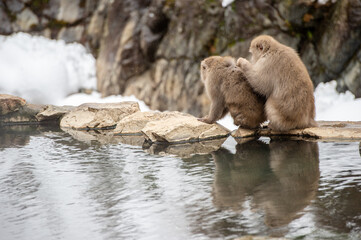 Obraz premium 温泉と毛繕い