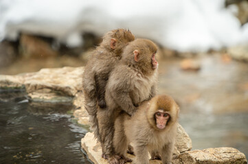 baby japanese macaque on a rock