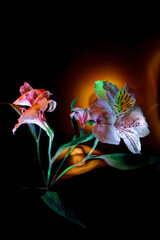 Alstroemeria with water drops painted with multi-colored light and improvisation with yellow-orange light on a black background
