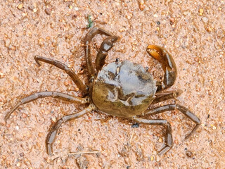 spider on the sand