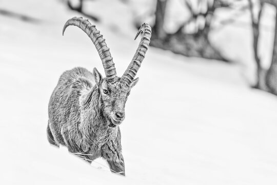 Black and white portrait of Alpine ibex male in winter season (Capra ibex)