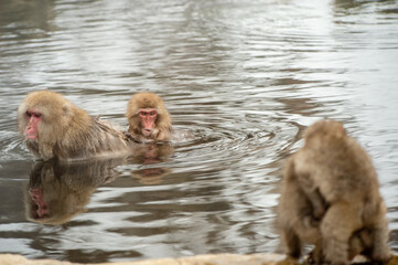 Fototapeta premium two monkeys in the water