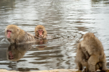 two monkeys in the water