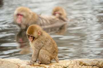 Obraz premium japanese macaque baby sitting on a rock