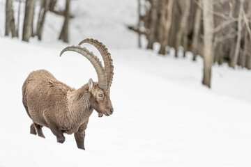 Alpine ibex in winter season (Capra ibex)
