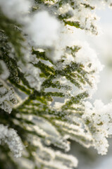 Hoarfrost on thuja tree branches in the winter