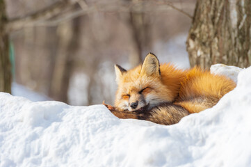 眠気なキタキツネ