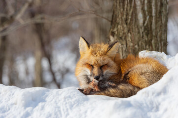 Naklejka na ściany i meble fox in the snow