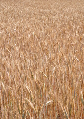 Vollreifes Roggenfeld