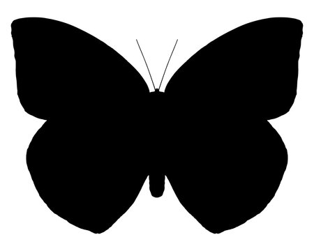 Schwarze Silhouette des Schmettlerings Zitronenauswanderer auf weiss