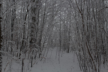 Fototapeta premium Snowy and cold pictures for a cozy warm beverage