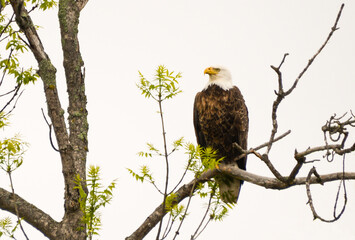 eagle in the tree