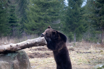 Brown bear in winter forest