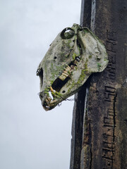 skull and crossbones