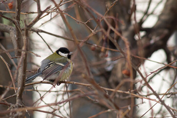 black capped cardinal