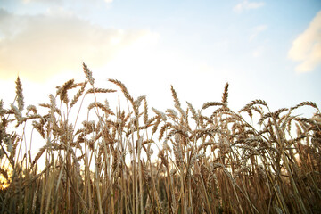 Sunset over natural field landscape in summer with light blue sky. Beautiful wheat stalks, growing in countryside. Agricultural rural background. Ecological food production.