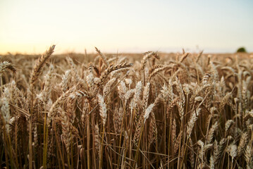 Sunset over natural field landscape in summer with light blue sky. Beautiful wheat stalks, growing in countryside. Agricultural rural background. Ecological food production.