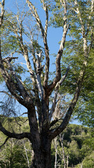 trees in the forest