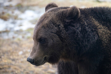 Brown bear - close-up portrait