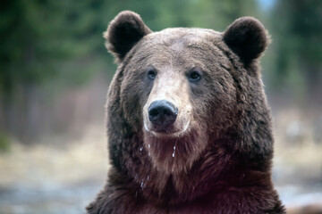 Naklejka na ściany i meble Brown bear - close-up portrait