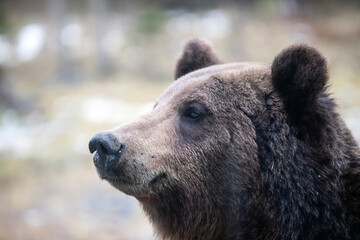 Brown bear - close-up portrait