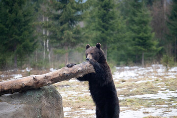 Fototapeta premium Brown bear in winter forest