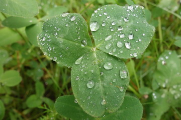 Clover leaf with raindrops
