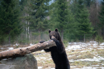 Brown bear in winter forest