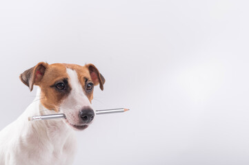 Dog Jack Russell Terrier holds a simple pencil in his mouth on a white background