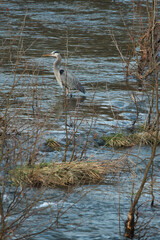 Great blue heron wading in river.  Fishing. 
