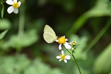 Closeup butterfly on flower (Common tiger butterfly)